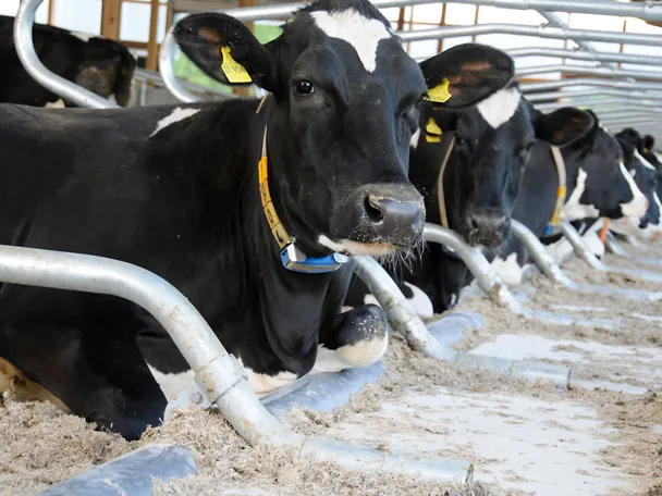 Kuhstall auf Gut Hülsenberg Kuhstall auf Gut Hülsenberg