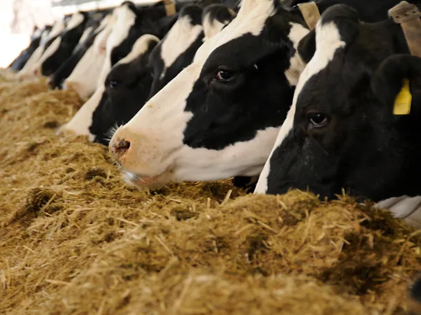 Kühe am Silage fressen Kühe am Silage fressen