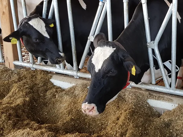Kühe fressen Silage