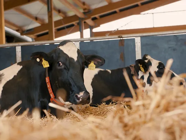 de_gh_trocksensteher