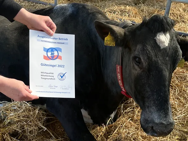 Auszeichnung von den top Kühen auf Gut Hülsenberg