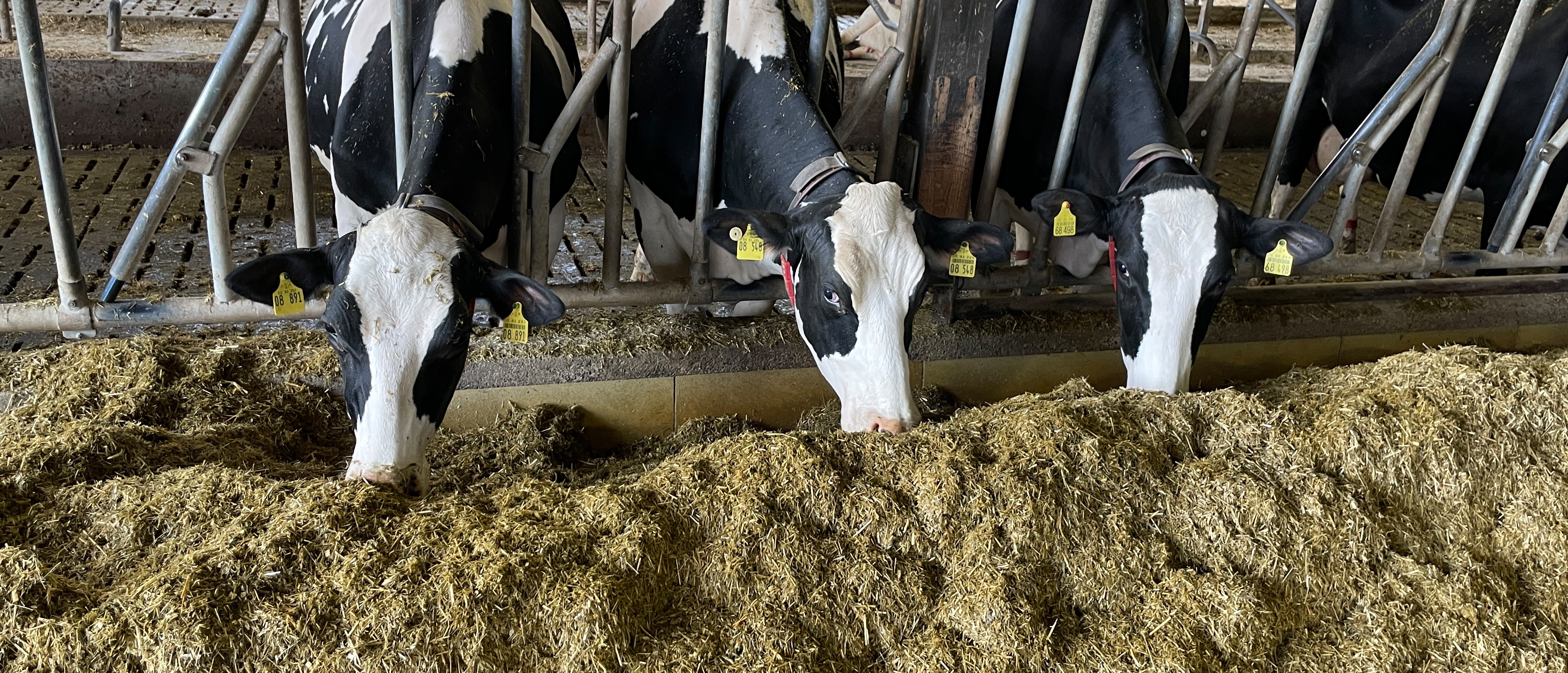 de_gh_kuehe_am_futtertisch_3840x1648_72dpi