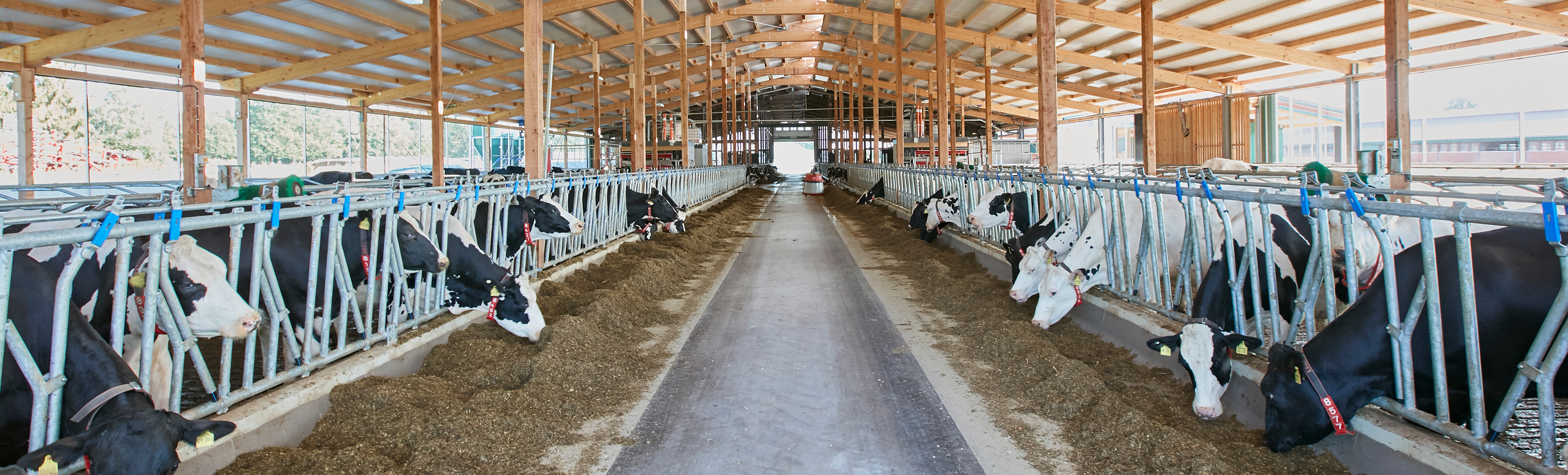 de_gh_stalluebersicht_kuehe_2