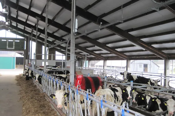 de_gh_jungvieh_2 de_gh_jungvieh_2