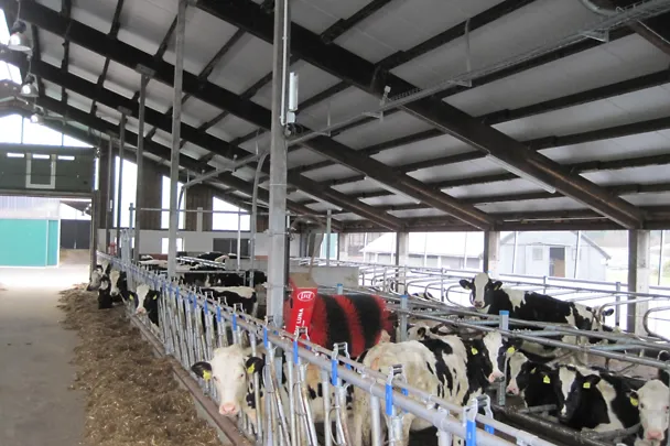 Young cattle shed