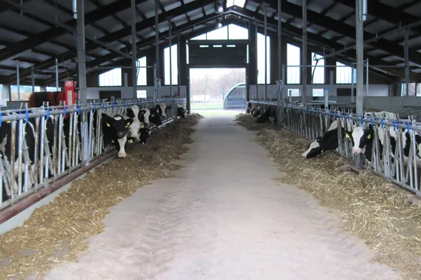 Young cattle shed