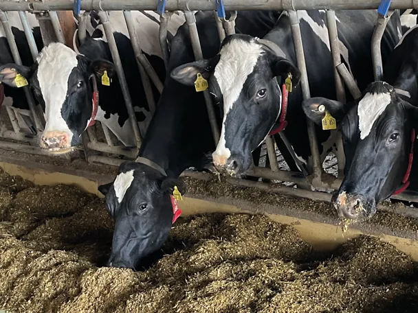 Cows fedding Cows fedding