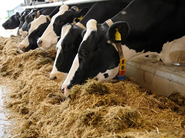 Cows fedding Cows fedding