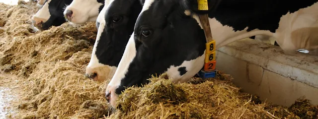 Cows fedding Cows fedding