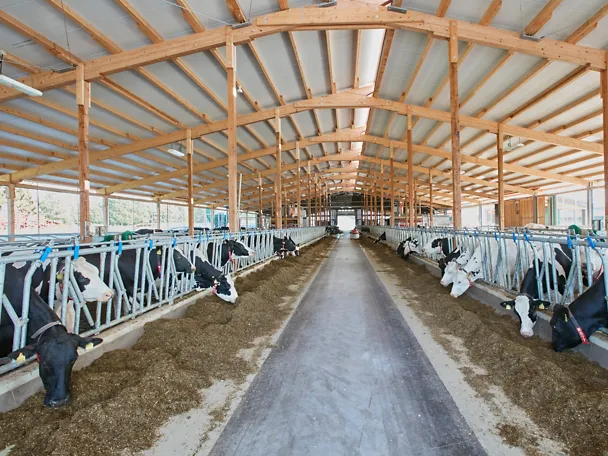Cow barn Cow barn