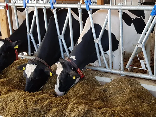 Cows feeding