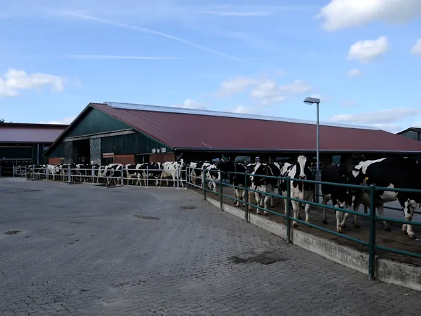 Cows outside of the barn Cows outside of the barn