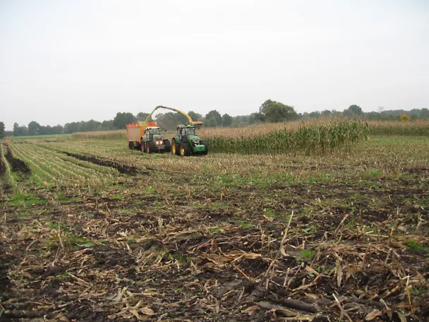 Corn harvest Corn harvest