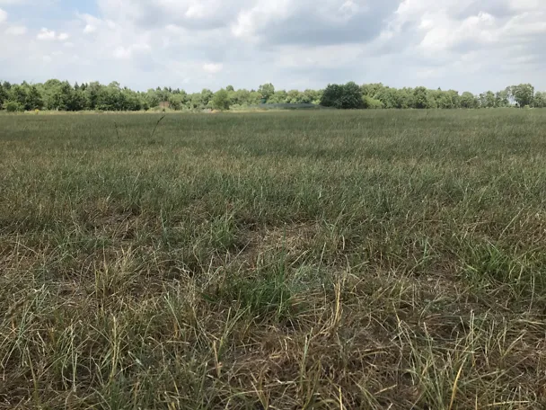 Grass damaged by dry weather Grass damaged by dry weather
