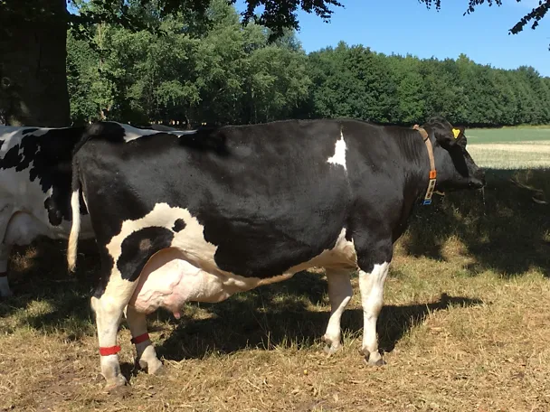 Cow relaxing in the shadow of a tree Cow relaxing in the shadow of a tree