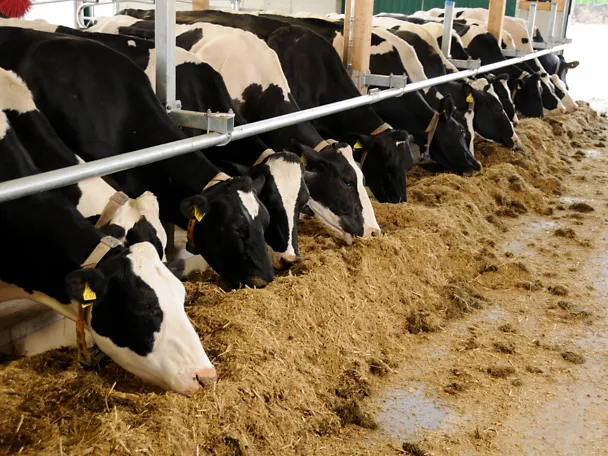 Cows fedding Cows fedding