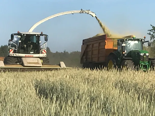 Rye harvest Rye harvest