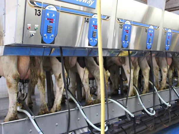 Cows get milked