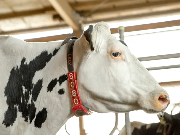 Cow Cow