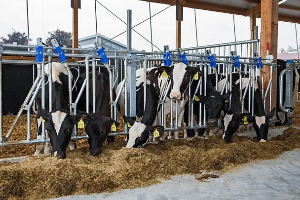 Calves during feeding Calves during feeding