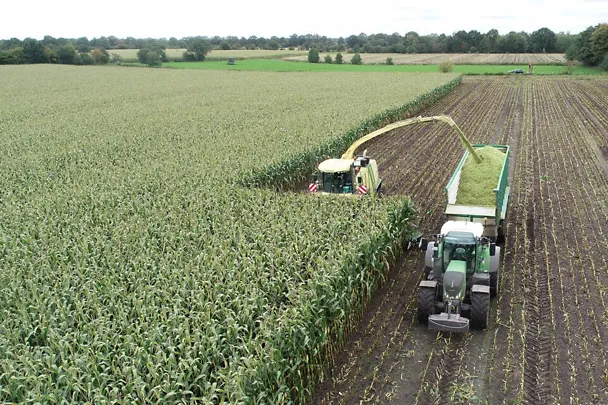 Corn harvest