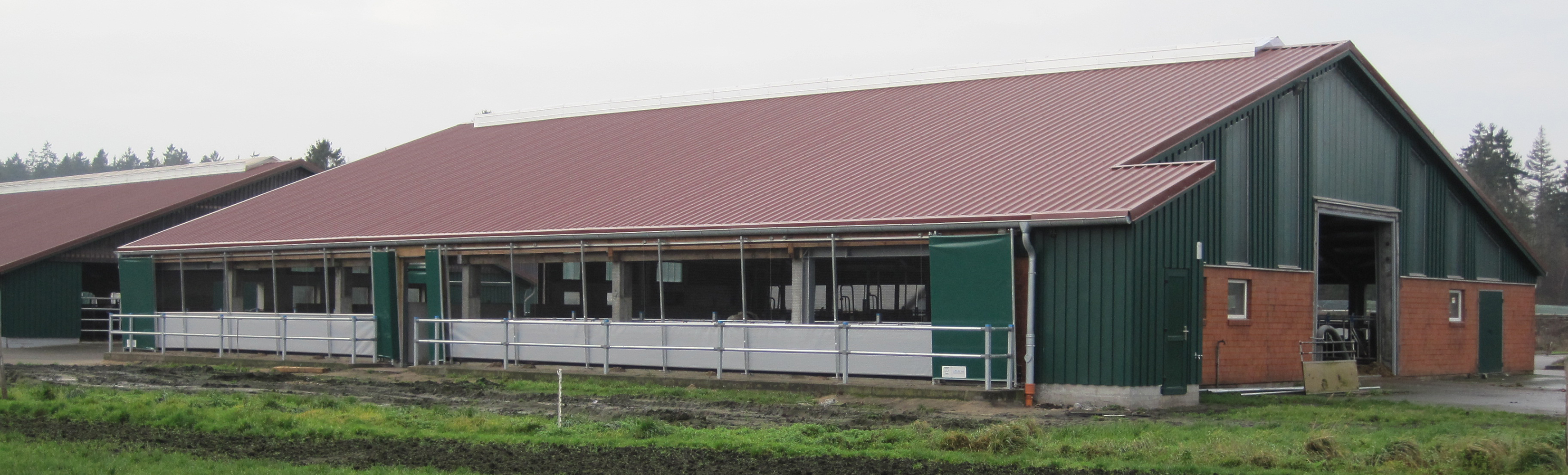 Young cattle shed