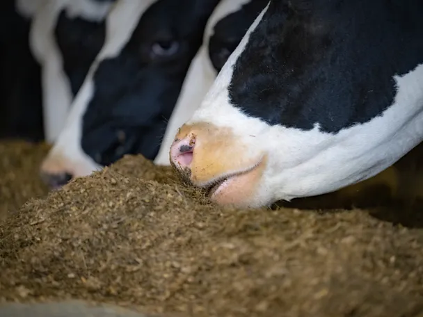 Nahaufnahme einer Kuh beim fressen
