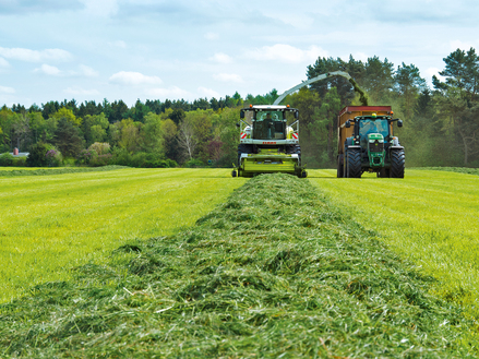 Image gras harvest