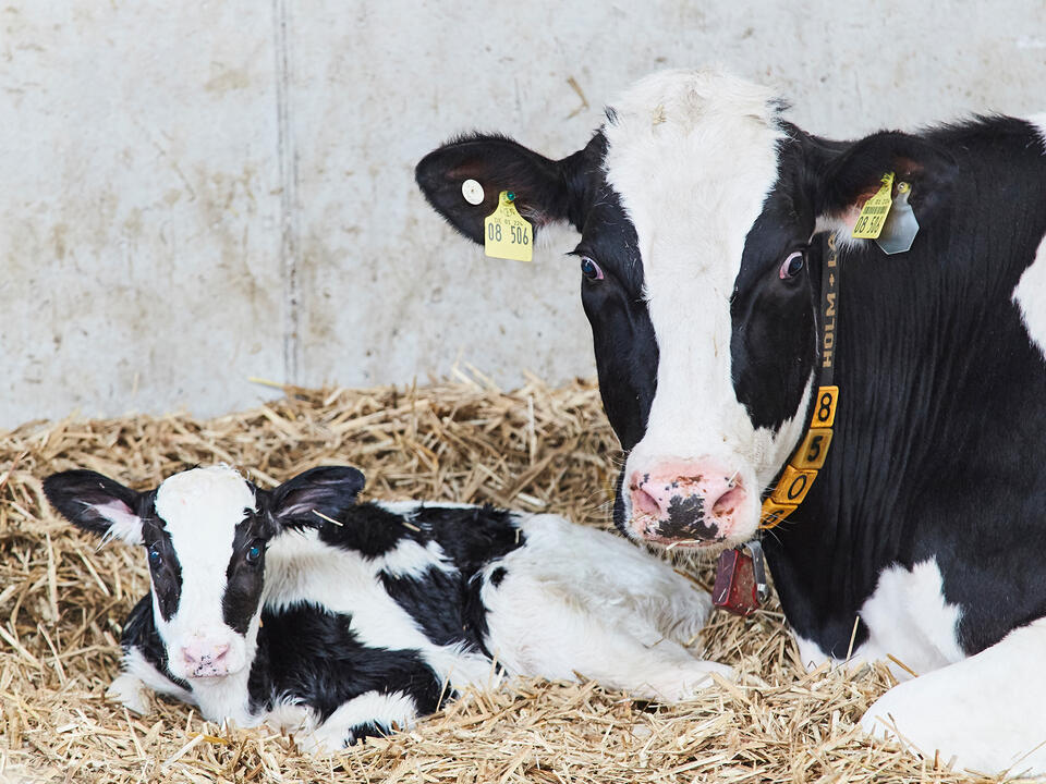 Mother cow with newborn calf 