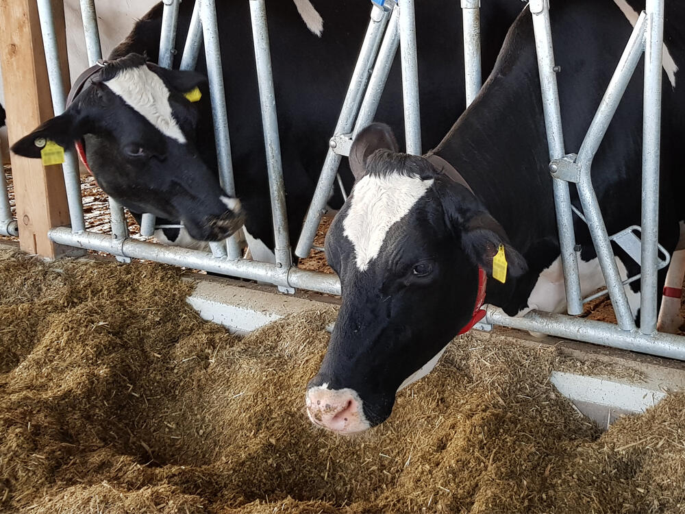 Holstein Kühe am Futtertisch